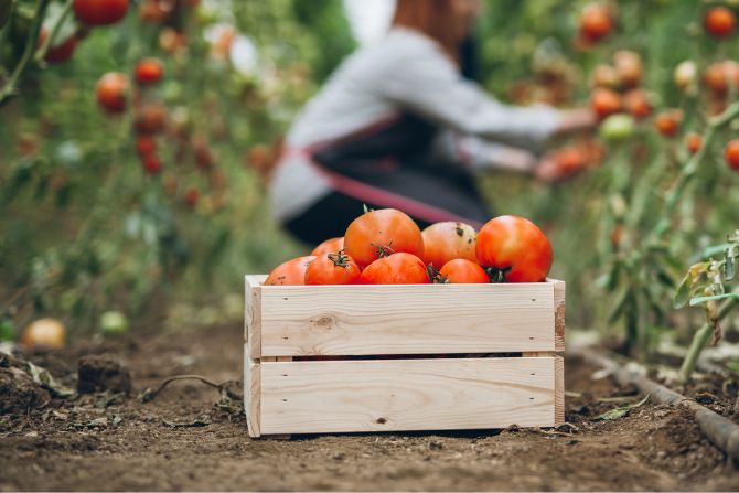 Freshly harvested tomatoes in a crate, part of the top perishable foods list exported from Mexico to the U.S.