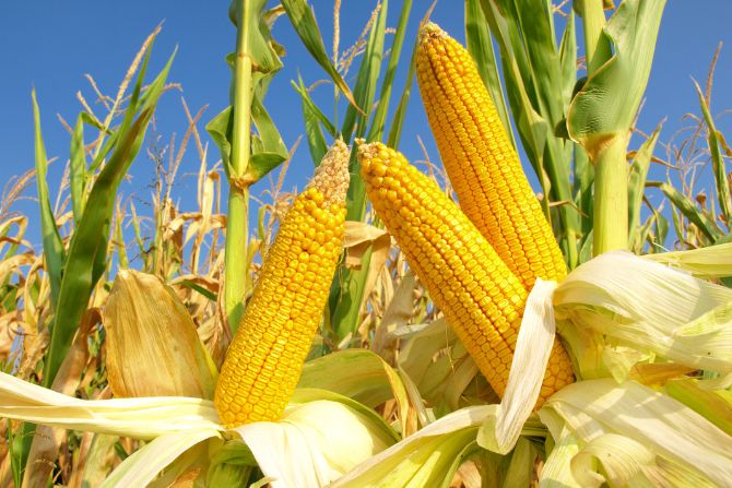 Fresh corn growing in the field, a key crop in the perishable foods list traded between the U.S. and Mexico