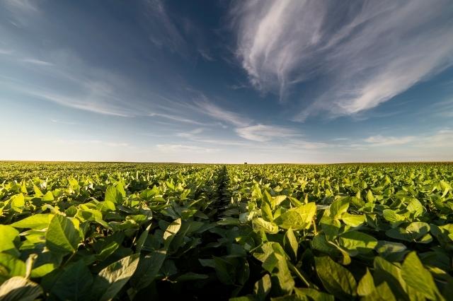 Soybeans field